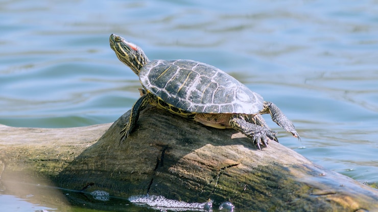 Photo redeared turtle taking a sunbath in spring