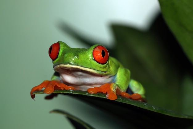 Redeyed boomkikker close-up op groene bladeren