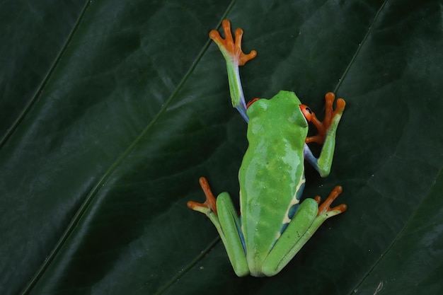 Красноглазая древесная лягушка крупным планом на зеленых листьях Красноглазая древесная лягушка Agalychnis callidryas крупным планом на ветке
