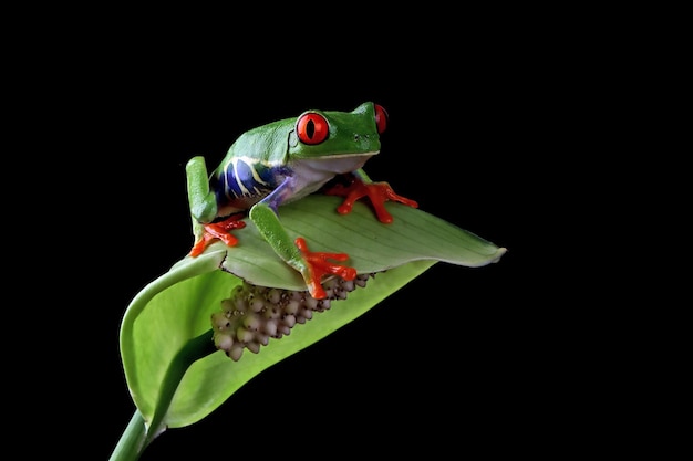 Redeyed tree frog closeup on green leaves Redeyed tree frog Agalychnis callidryas closeup on branch