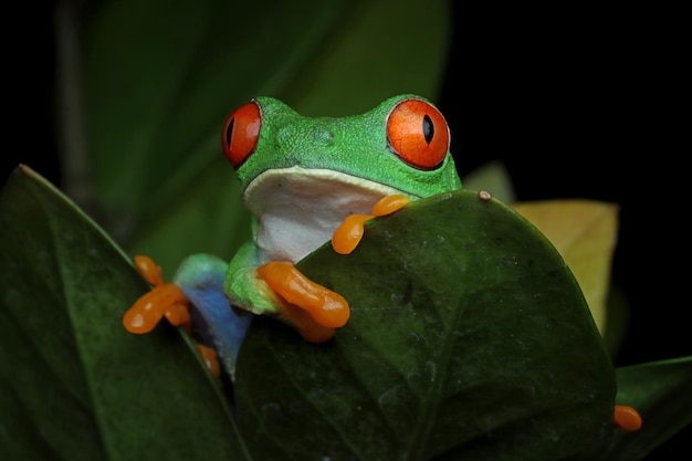 緑の葉のアカメアマガエルのクローズアップ葉のアカメアマガエルAgalychniscallidryasのクローズアップ