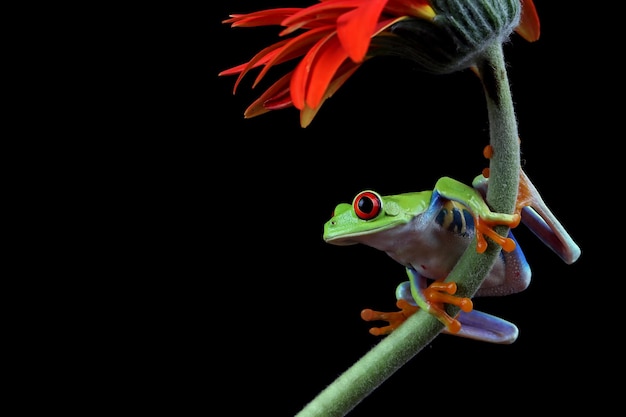 Redeyed tree frog closeup on green leaves