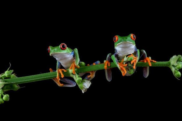 Photo redeyed tree frog closeup on leaves redeyed tree frog agalychnis callidryas closeup on branch