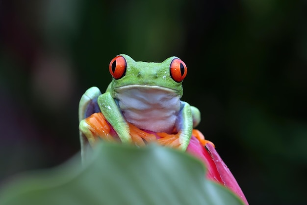 Redeyed tree frog closeup on leaves Redeyed tree frog Agalychnis callidryas closeup on branch