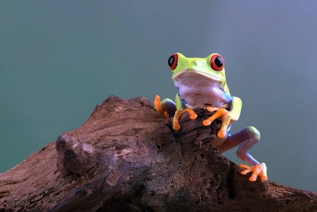 Redeyed tree frog on logs