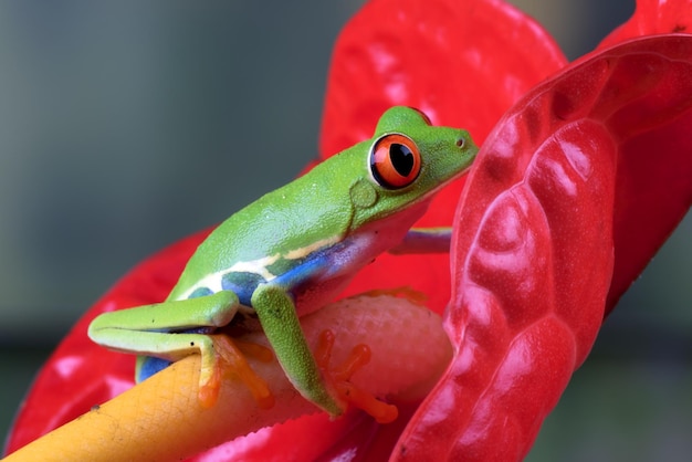 花の上に腰掛けた贖われたアマガエル