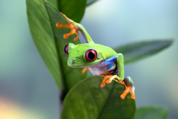 Redeyed tree frog perched on the tree