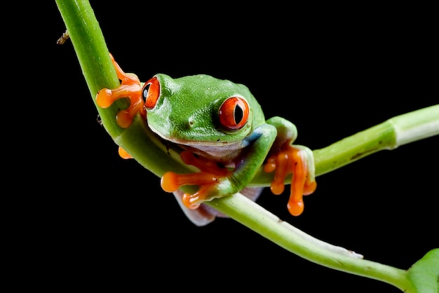 Photo the redeyed tree frog on a plant