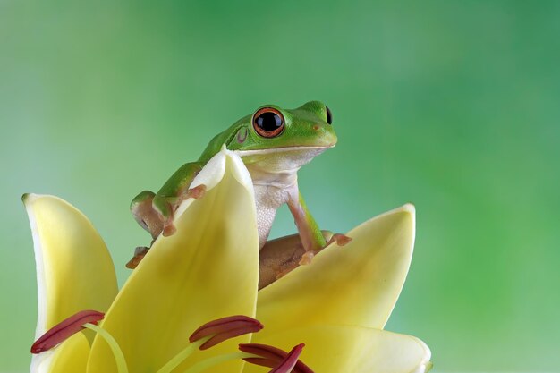 花に座っているアカメアマガエルアカメアマガエルAgalychniscallidryasクローズアップ