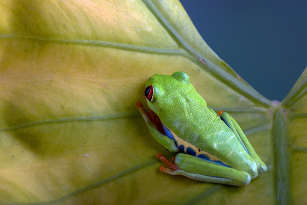 Redeyed tree frog on yellow leaf