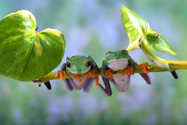 木の根元にぶら下がっている贖われたアマガエル