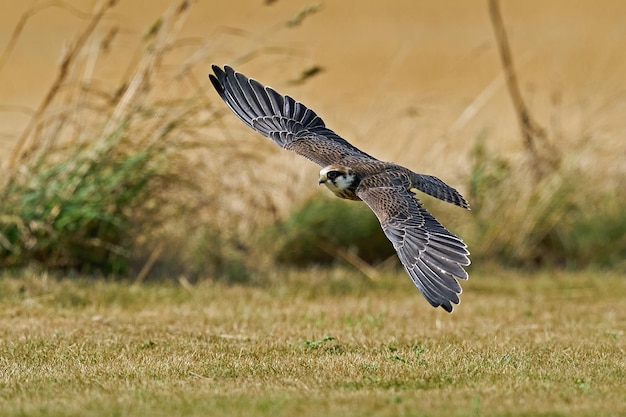 Красноногий сокол Falco vespertinus