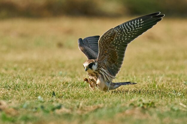 Redfooted falcon Falco vespertinus