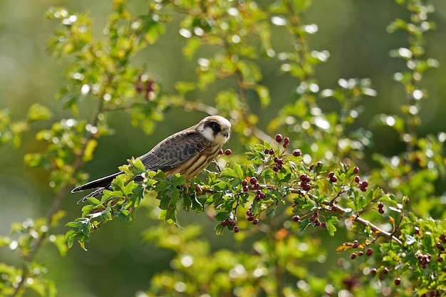 Redfooted falcon Falco vespertinus