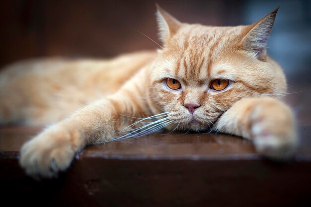 赤毛のブリティッシュショートヘアの猫がポーチで休んでいます