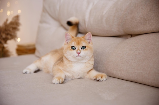 a redhaired cat is sitting on the couch at home