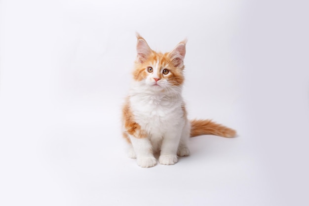 a redhaired cat is sitting isolated on a white background