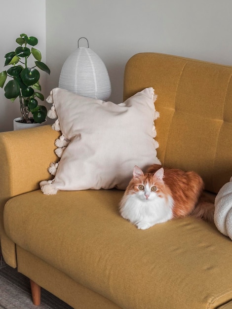 A redhaired cat lies on a yellow sofa with decorative pillows in a cozy living room