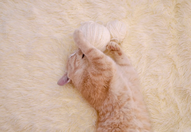 Redhaired 고양이 재생 분홍색과 흰색 공 skeins of 실 흰색 침대에 작은 호기심 새끼 고양이 누워 흰색 담요 자고 그것의 발 확산 밖으로 상위 뷰