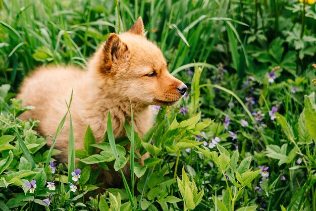 redhaired dog A Finnish pomeranian puppy one month old in the grass with flowers KareloFinnish dog