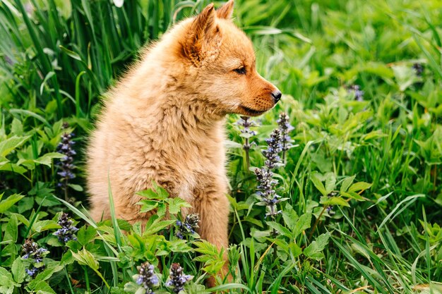 Foto cane a capelli rossi un cucciolo di pomerania finlandese di un mese nell'erba con i fiori karelocane finlandese