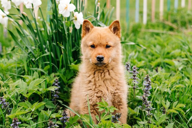 redhaired dog A Finnish pomeranian puppy one month old in the grass with flowers KareloFinnish dog