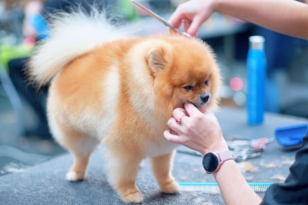 A redhaired dog on a grooming table during a wool haircut