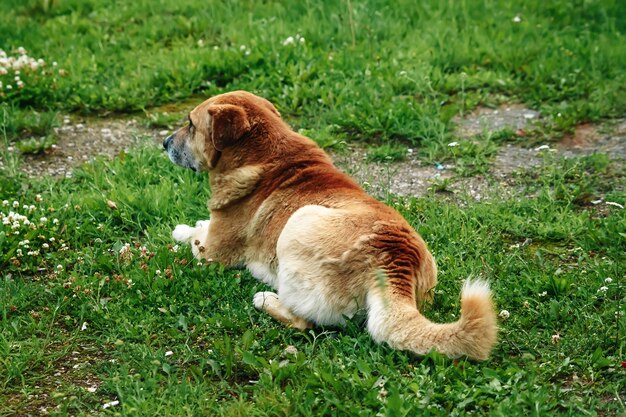 赤毛の犬は芝生の上にあります。