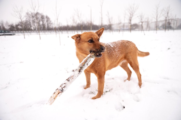 赤毛の犬が雪の中に立ち、棒を歯にくわえている