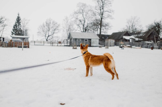 redhaired dog for a walk in winter in a snowy park