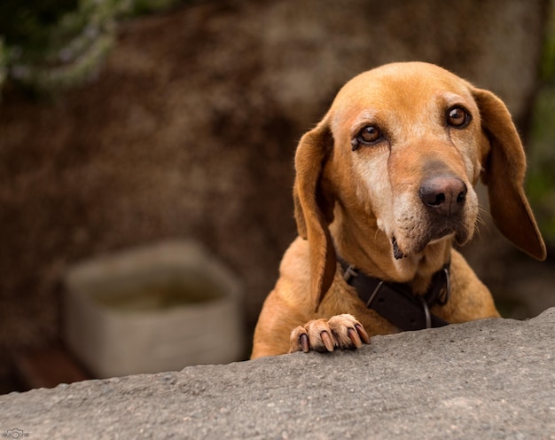 Cane dai capelli rossi con occhi tristi e belli