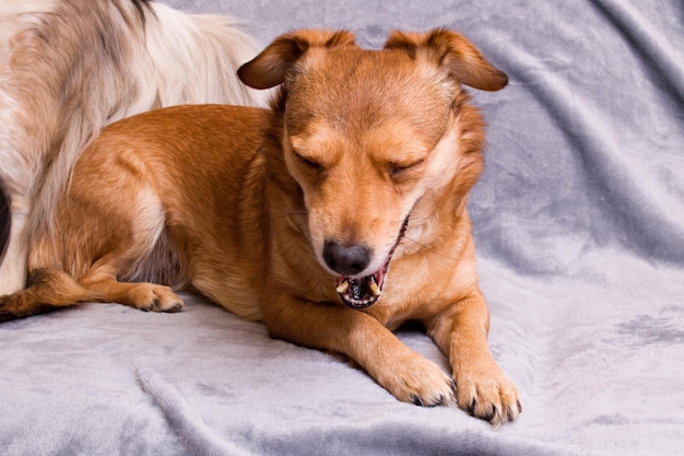 Redhaired dog yawns funny on gray background