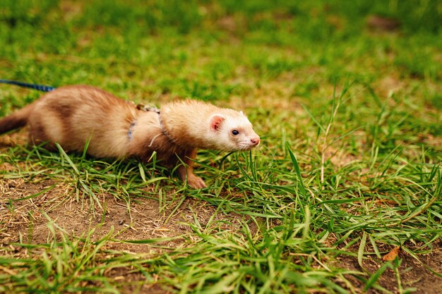 The redhaired domestic ferret is walked on a leash on the lawn