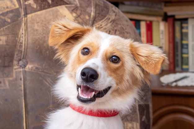 家のクローズアップで微笑む赤毛のふわふわした犬