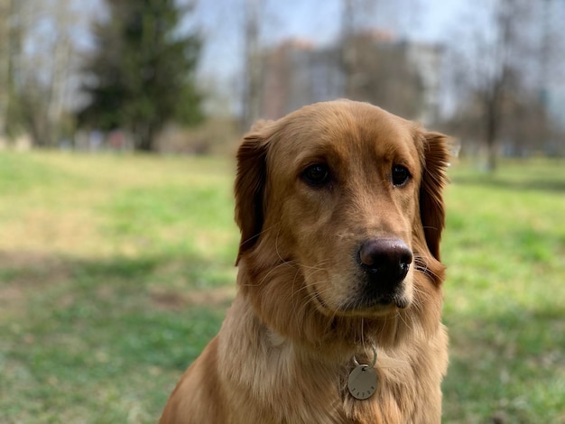 Redhaired golden retriever dog sits in the stadium and watches the game