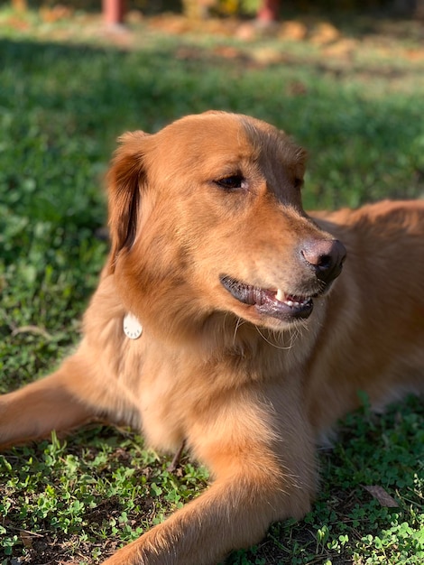 Redhaired golden retriever lying on the grass and smiling broadly