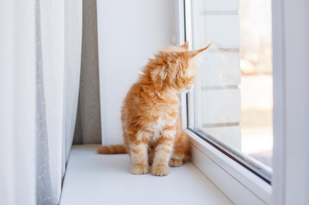 A redhaired kitten is sitting on the window