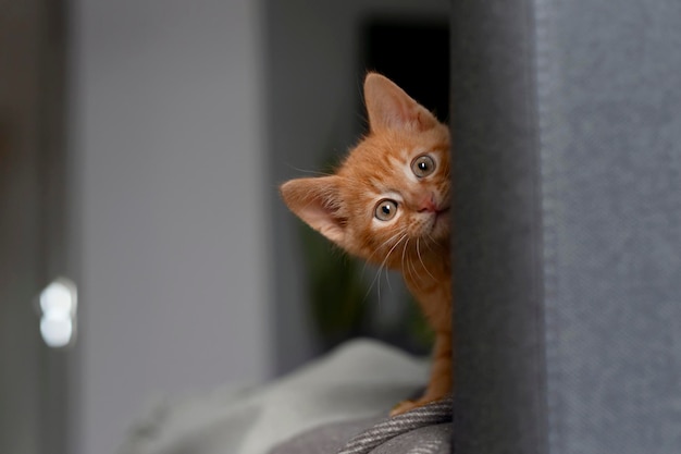 Redhaired kitten looks from behind the sofa Pet