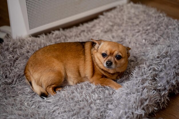 赤毛の小さな犬がヒーターのそばの灰色の敷物の上で体を温めています