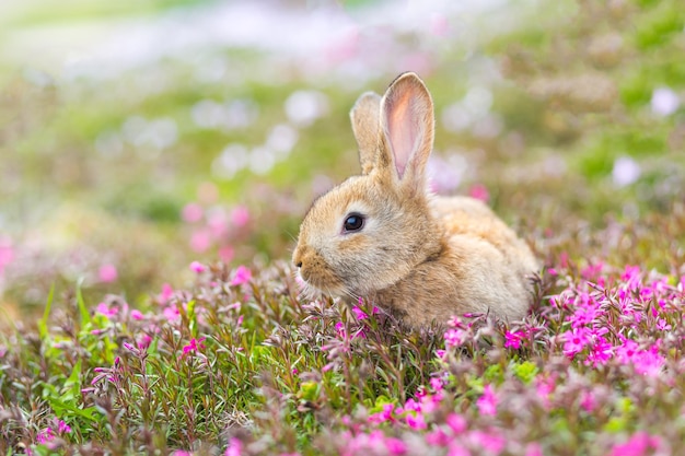 ピンクの花と緑の草の上に座っている赤毛のペットのウサギペットのクローズアップ写真