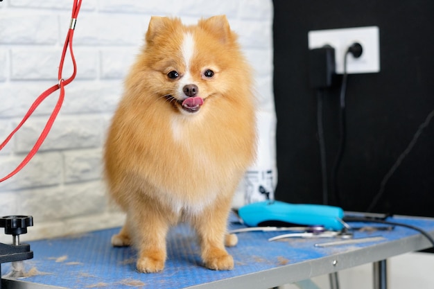 A redhaired pomeranian with his tongue out on a grooming table next to professional tools