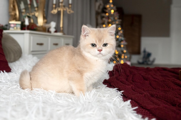 Redhaired purebred longhaired British kitten on the bed in the interior