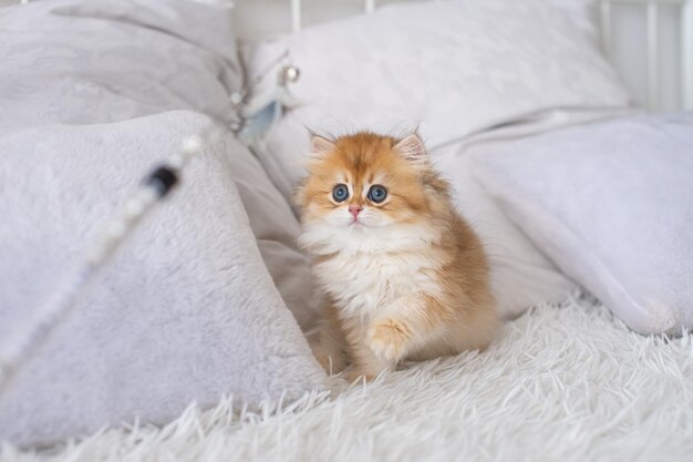 インテリアのベッドに赤毛の純血種の長髪の英国の子猫