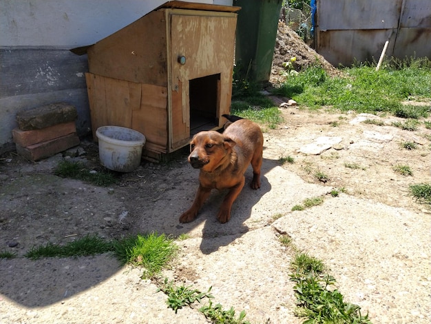 赤毛の短い犬が田舎の庭でリードをつけて犬の感情を表現しています犬は地面に押し付けられています