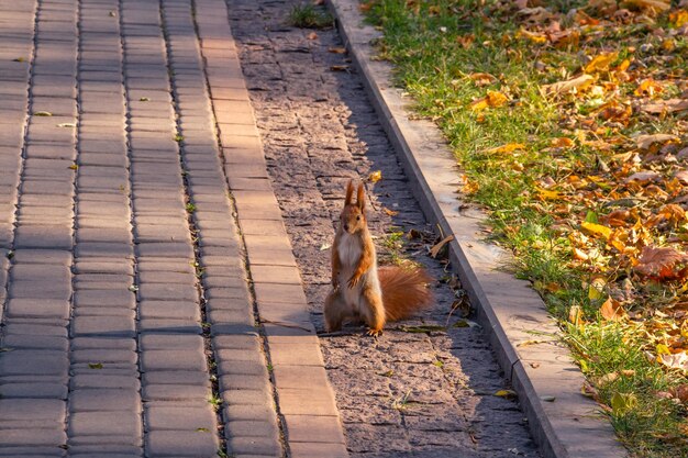 빨간 머리 다람쥐가 카메라 가을 공원을 바라보고 있습니다.
