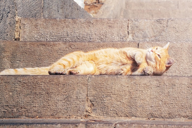 Redhaired street striped fluffy cat basking in the sun on the street