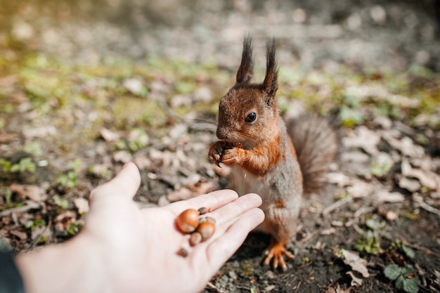 A redhaired wild squirrel eats nuts from the palm of a person