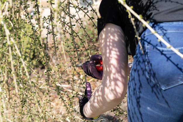 Photo redhaired woman pruning branches of larch pruning during spring cleaning on the holiday plot