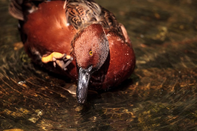 Photo redhead duck called aythya americana swimming in a marsh or lake in north america