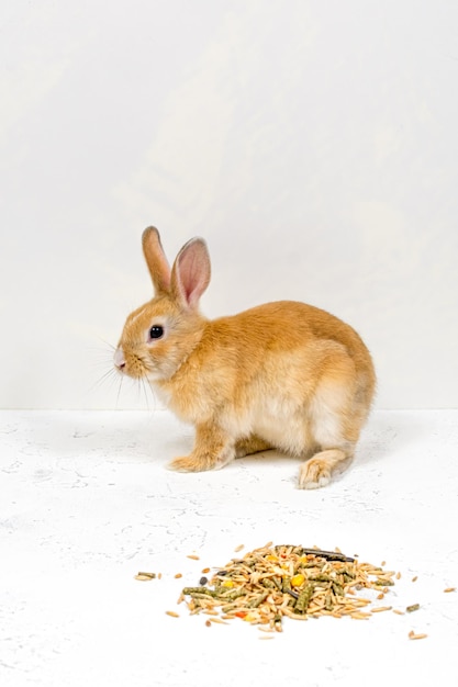 白い背景の上に食べ物の隣に座っている赤毛の生姜ウサギ